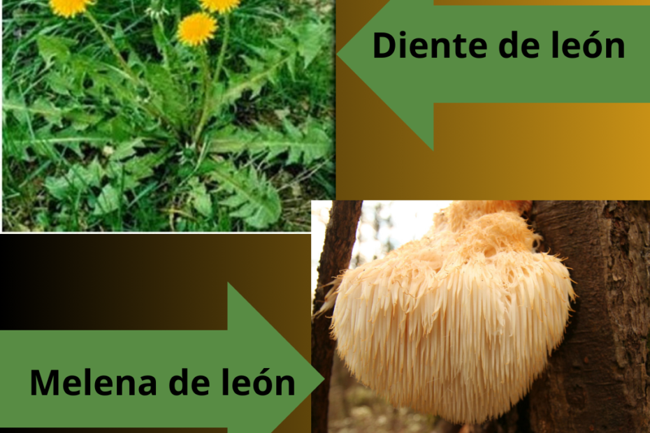 salud natural diente de león melena de león fitoterapia micoterapia